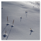 Einfache Schneeschuhwanderung Schneeschuhwanderung inmitten der Schweiz