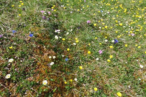 Bergflora am Muertschenstock Gelbe, blaue, violette und weisse Bergblumen in einer Wiese am Muertschenstock.